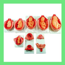 Human Fetus Model,Fetal Model